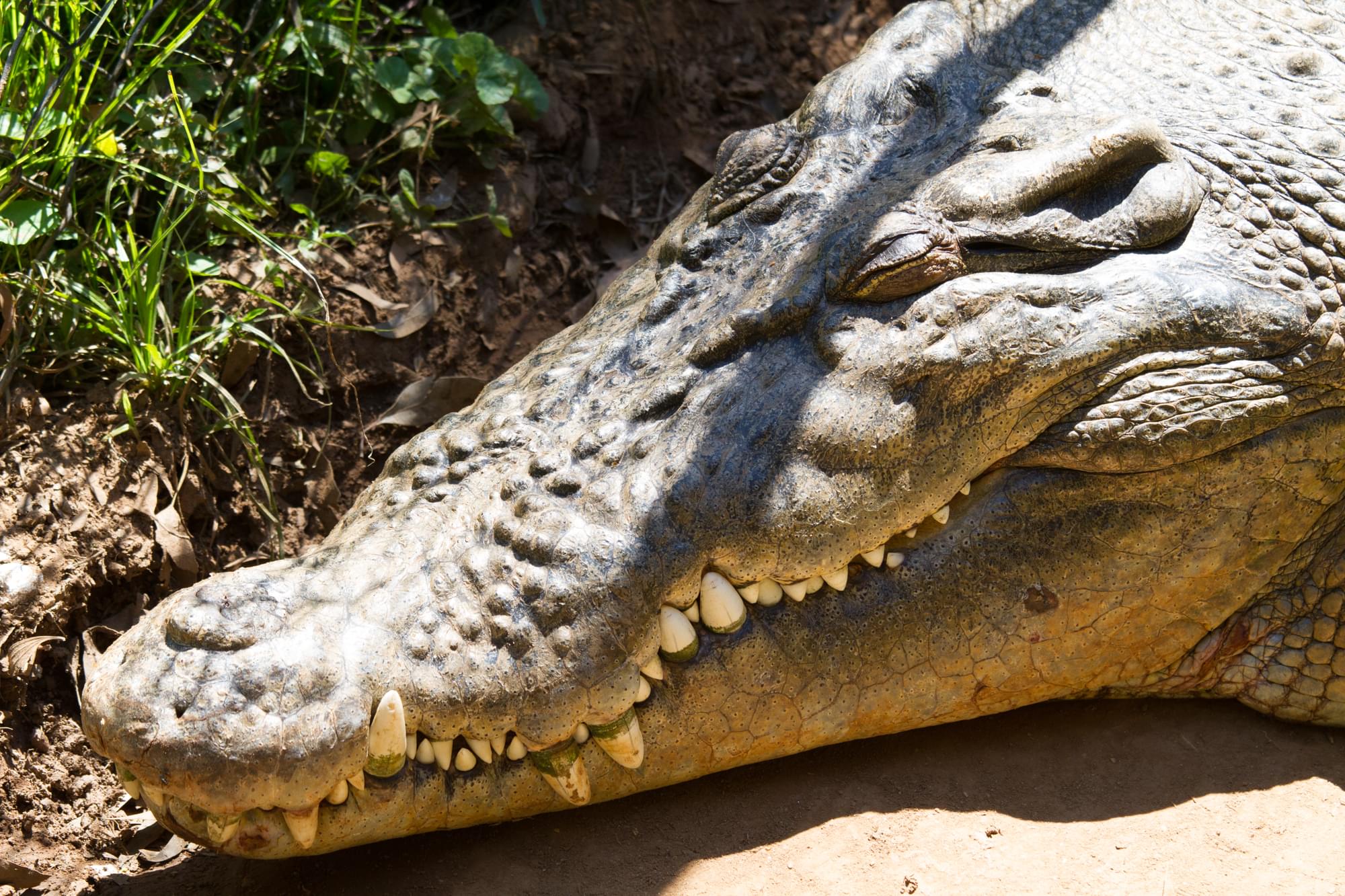 05_20150813   AUS 495   Kuranda